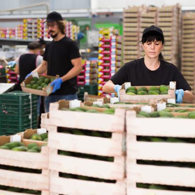 Adult woman working at fruit warehouse Adult woman working at fruit warehouse carrying box with sorted avocados
