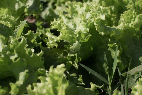 pexels-dorothycastillo-2318102 (1)